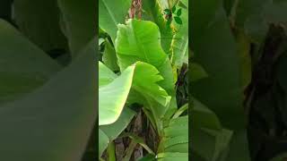 Erwinia rot in banana agriculture farming agriculturefarming banana farmer viral shortvideo [upl. by Eveineg]