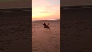 Beau on Formby Beach ⛱️ Beach Formby Sunset UK PlacesToVisitUK CuteDog Views DogVideo Dog [upl. by Alwin]