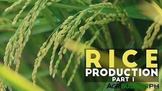 Rice Production Part 1  Rice Production in the Philippines  Agribusiness Philippines [upl. by Donal]