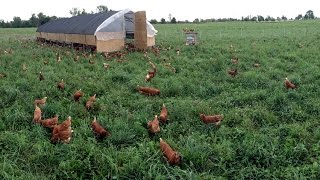 How We Move 1000 Hens To Fresh Pasture Every Day [upl. by Hyo]