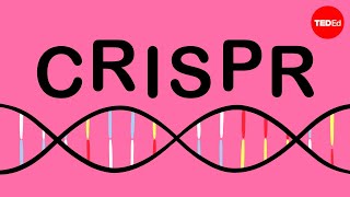 How CRISPR lets you edit DNA  Andrea M Henle [upl. by Reginnej]