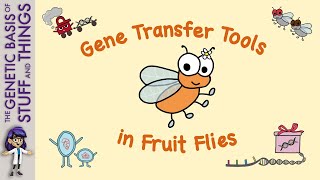 Transformation of fruit flies How transposons helped decode the fruit fly genome [upl. by Uwton]