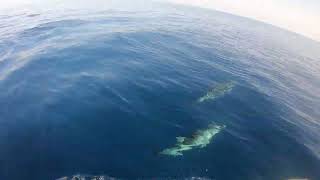 Sicily jetski interaction with dolphins 2024 beetween San Vito LoCapo and Terrasini [upl. by Neirda996]