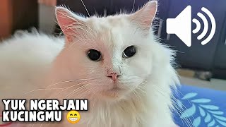 Suara Kucing Betina Birahi  Yuk Ngerjain KucingAnjingmu  KOMPILASI HD [upl. by Terriss]