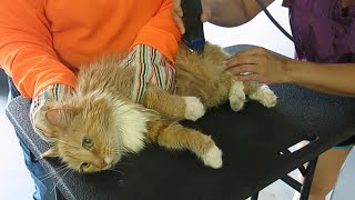 When to Stop Grooming a Matted Cat [upl. by Tufts]