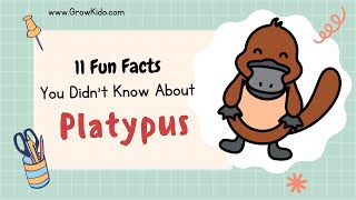 11 New Platypus Facts You Didnt Know Must Check 4 [upl. by Farman]