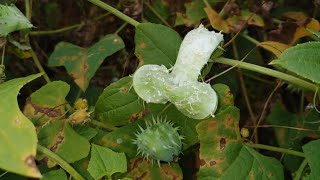 Exploding Cucumber is real  and tasty Cyclanthera brachystachya [upl. by Niarbo]