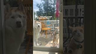 The renters are on curfew 🤣 silly huskie and cat funnycatsanddogs funnyshorts huskydog cat [upl. by Hartzell]