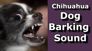 Chihuahua Dog Barking [upl. by Leseil]