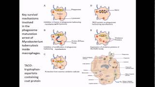 Mycobacterium tuberculosis infection and diseases [upl. by Georas]