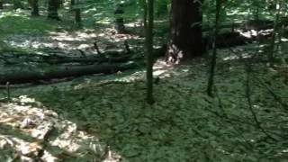 NativeAmerican mounds at Maudslay State Park in Newburyport Mass [upl. by Siravaj]