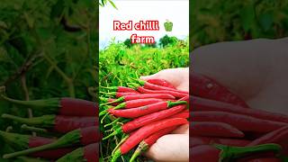 Red chilli 🫑🫑 farmingyoutube shorts farming trending chill [upl. by Layor]