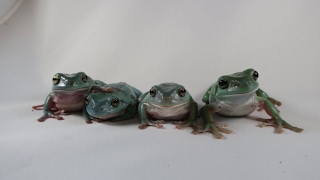 Meet The Whites Tree Frogs [upl. by Enimisaj]