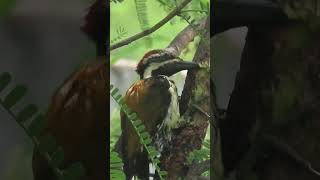 Black rumped flameback woodpecker [upl. by Ahiel926]