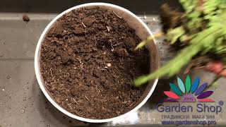 How to growing asplenium trichomanes [upl. by Antonino]