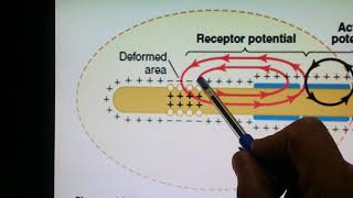 Stimulation of Pacinian corpuscles  Medical Physiology [upl. by Rramahs659]