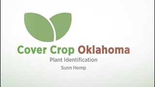 How to identify Sunn Hemp in cover crop mixes [upl. by Berri205]