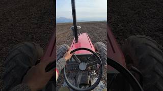 quotHighspeed Canola planting with the Massey Ferguson 399quot shorts MF 399 planting canola farm [upl. by Ennyl]