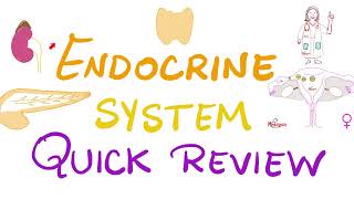 Endocrine System Review  Pituitary Thyroid Parathyroid Adrenal Pancreas Gonads  Biology [upl. by Farro]