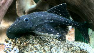 Adonis Pleco [upl. by Hsilgne]