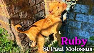 Ruby The St Paul Molossus Mastiff Puppy [upl. by Enymzaj]