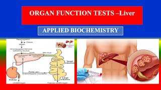 Liver Function Tests LFTs   Applied Biochemistry  For BSC Nursing [upl. by Frech]