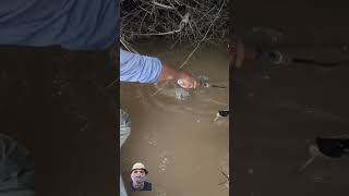 Amazing big catfish fishing fishingmethod fishingvideo fishingtips fypシ゚viral catfish fyp [upl. by Eliak346]