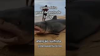 tubarão gigante encalhado na praia de Porto de Sauípe Bahia [upl. by Nagear]