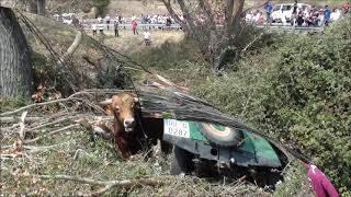 quotTORO DEL CAMPOquot EL CASAR TORO EN LA CARRETERA 7  9  2017 [upl. by Melc391]