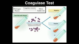 Microbiology Coagulase Test [upl. by Ahsratal594]