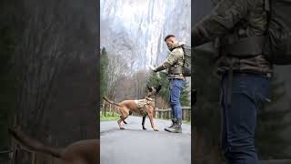 k9 dog tactical trending dogstraining dogsofyoutube trainingdogs [upl. by Suhcnip]