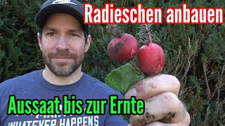 Radieschen anbauen von der Aussaat bis zur Ernte Radies pflegen [upl. by Ehtnax]