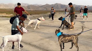 Presa Canario se topó con Dogo Argentino  Encuentro callejero 🐶 [upl. by Ringo]