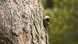 Shorttoed Treecreeper Certhia brachydactyla  Gartenbaumläufer [upl. by Latyrc783]