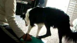 Dog learns to lift his hind leg on cue [upl. by Vas]