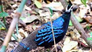 Wild Palawan Peacock Pheasant  Palawan Philippines [upl. by Kant]