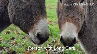 Carnival of the animals Personnages a Longues Oreilles Person with long ears SaintSaens [upl. by Bobbi]