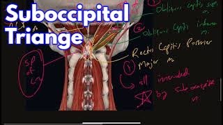 Suboccipital Triangle Muscles Nerves and Bony Landmarks [upl. by Aztinaj]