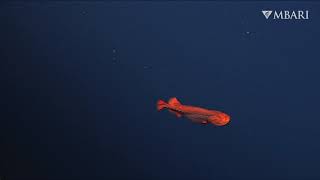 A rare whalefish sighting with ROV Doc Ricketts [upl. by Ellwood]