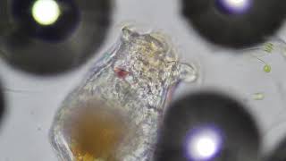 Zooplankton Feeding Under Microscope Rotifers [upl. by Hanej923]