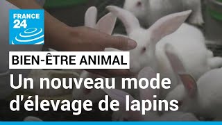 En France un nouveau mode d’élevage de lapins plus respectueux du bienêtre animal [upl. by Nwahsor]