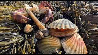 Coastal Foraging  Scallops Cockles Clam and Crab Beach Cook Up [upl. by Huberty65]