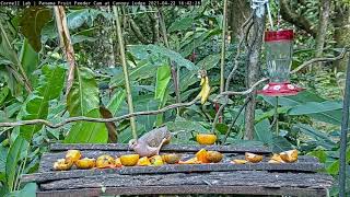 Whitetipped Dove Visits The Panama Fruit Feeder – April 22 2021 [upl. by Wes]