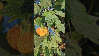 Abutilon pictum Chinese lantern Perennial flower plant online sale Horticultureking nursery [upl. by Elbys]