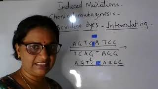 Induced mutation by Acridine Dyes [upl. by Bravar]