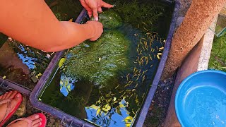 How To Setup The Perfect Natural KeepingBreeding Tub For Guppies Mollies Swordtail Platys etc [upl. by Eiramit]