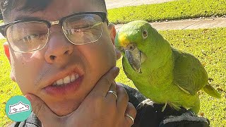 Two Parrots Speak Spanish And Go To Work With Their Owners  Cuddle Buddies [upl. by Faro]