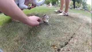 Сахарый поссум  Sugar glider  Petaurus breviceps  Possum [upl. by Barbour214]