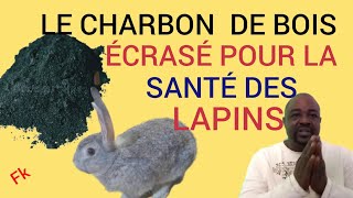 voici comment soigner les lapins avec le charbon de bois élevage rabbits santé maladies [upl. by Alehcim559]