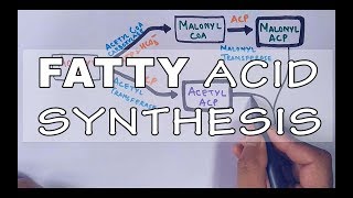 Fatty Acid Biosynthesis  Part II [upl. by Aklim]